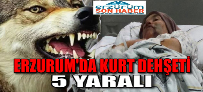 Erzurum'da kurt dehşeti: 5 yaralı